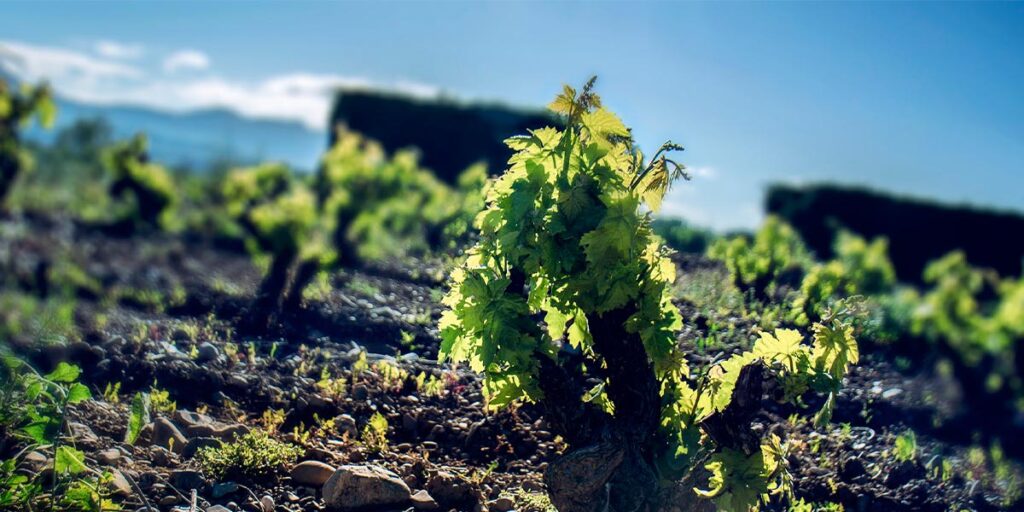 La agricultura ecológica en los viñedos